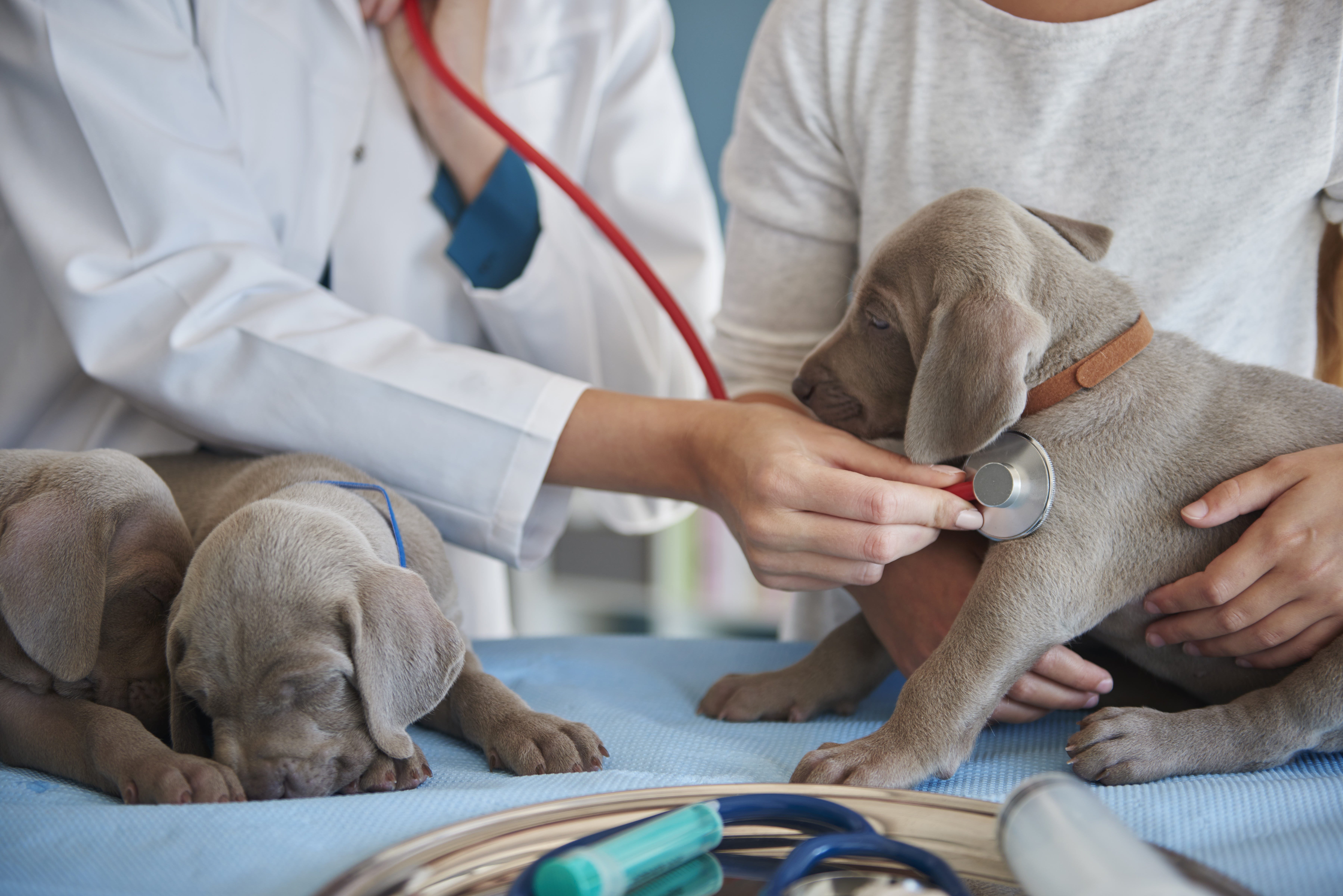 animal-healthcare-solutions