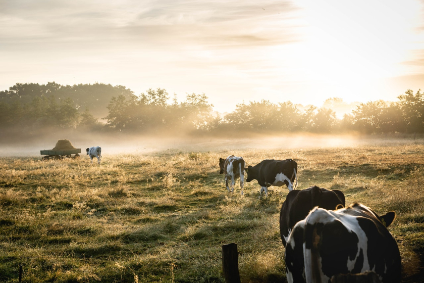 Conducting a quantitative research to understand adoption of digital apps amongst farmers 