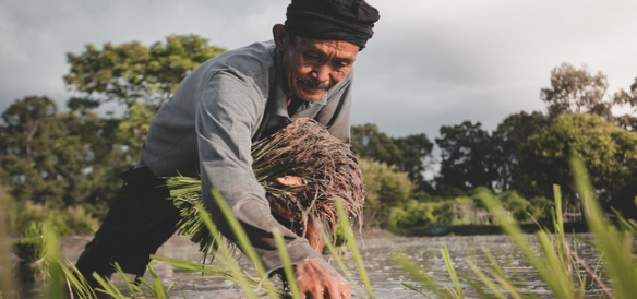 Farmer personas 